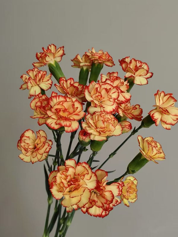 Spray carnation samba Spray carnation samba