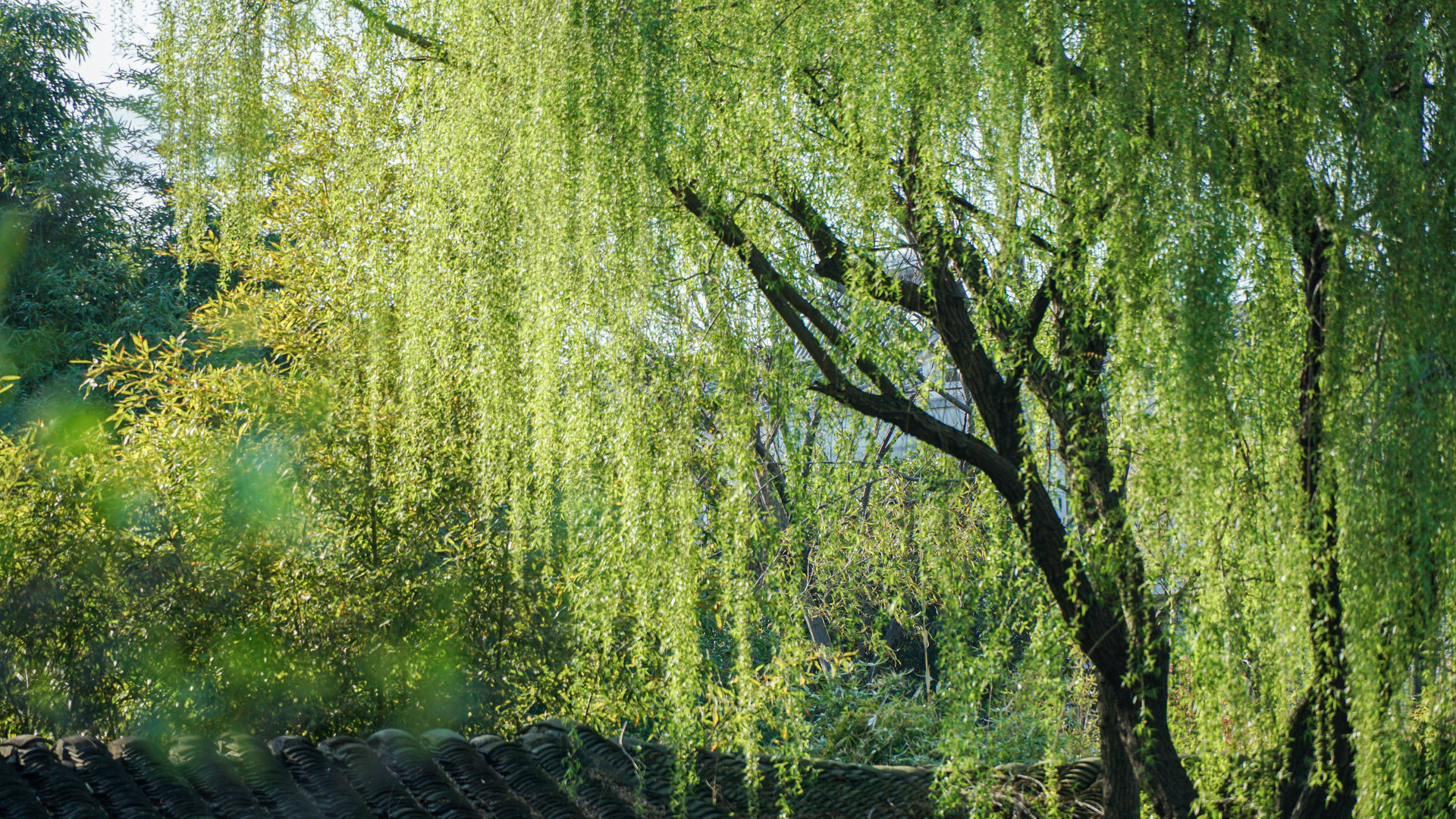 White Willow Bark Extract (1) White Willow Bark Extract (1)