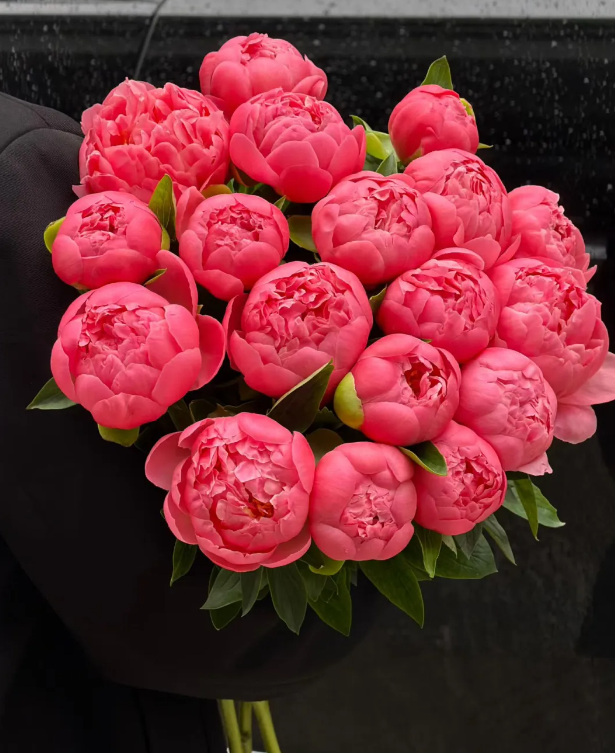 Paeonia Lactiflora Coral Sunset Paeonia Lactiflora Coral Sunset