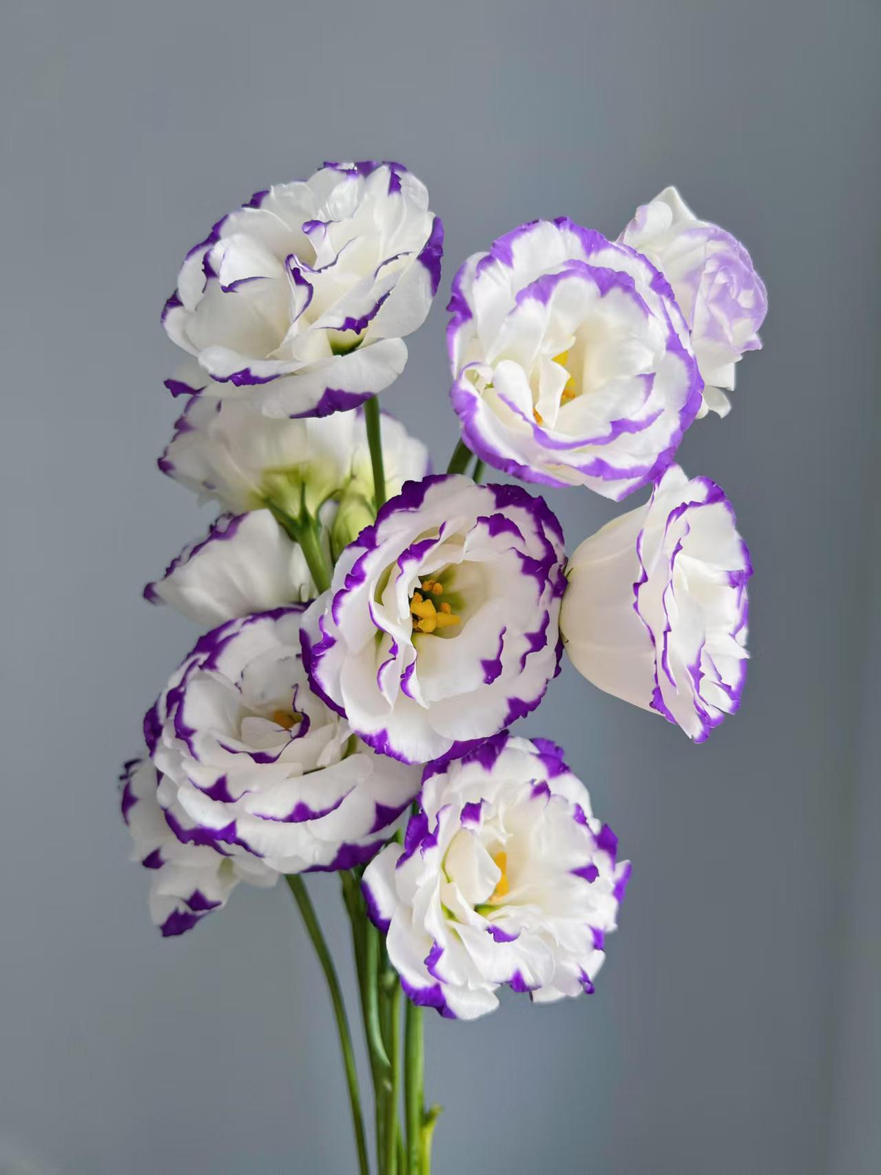 Purple-edged Lisianthus Purple-edged Lisianthus