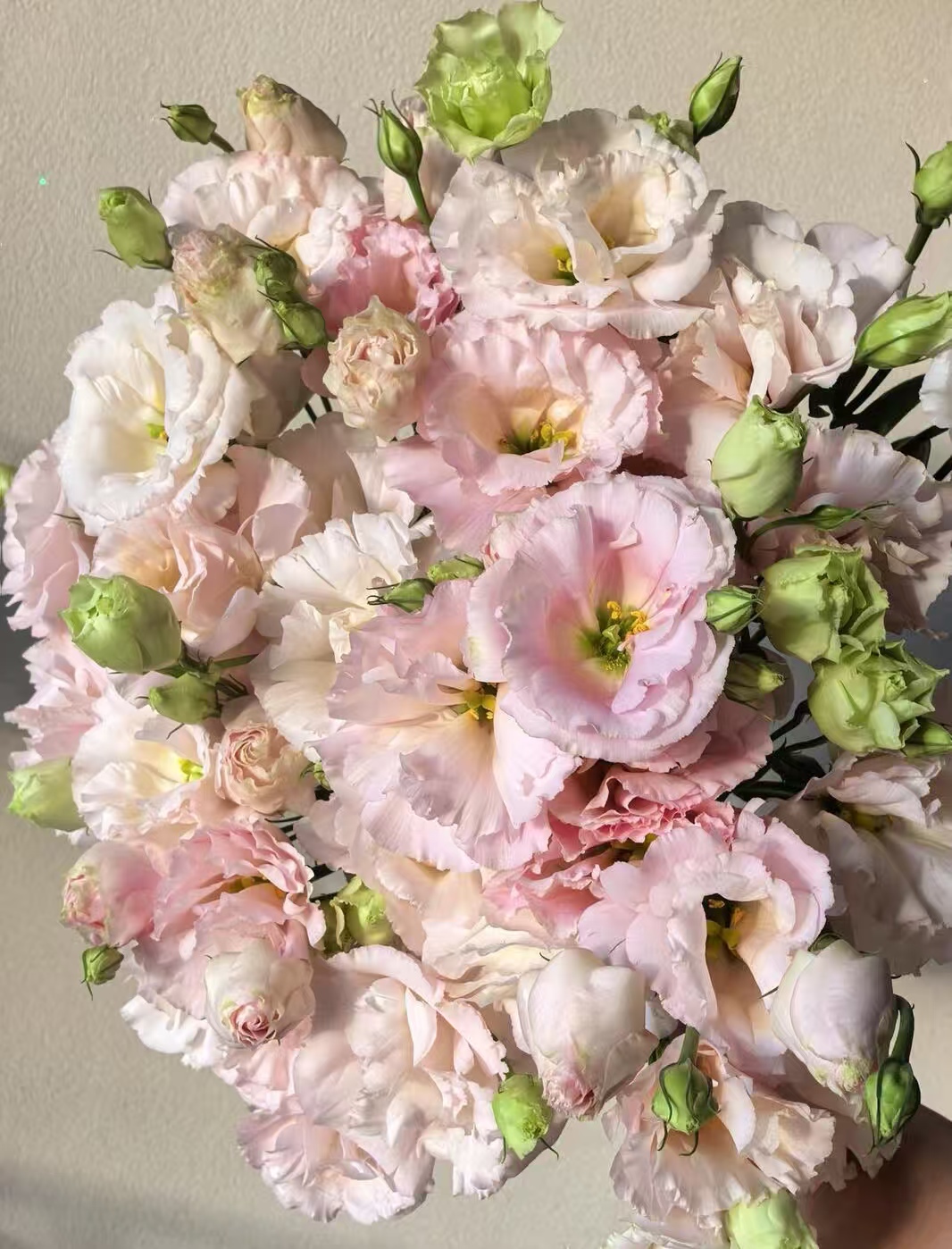 Light Pink Lisianthus Light Pink Lisianthus