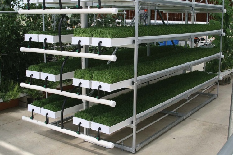 Hydroponic Fodder ProFeed Growing System China Manufacturer