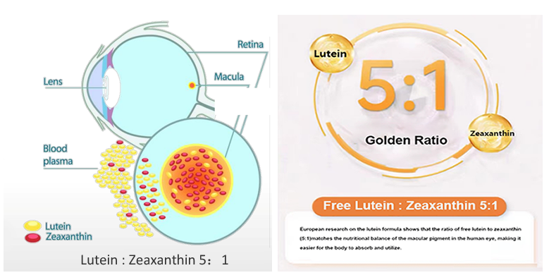 lutein 51 lutein 51