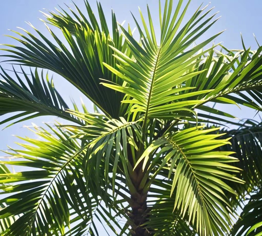 Saw Palmetto Saw Palmetto