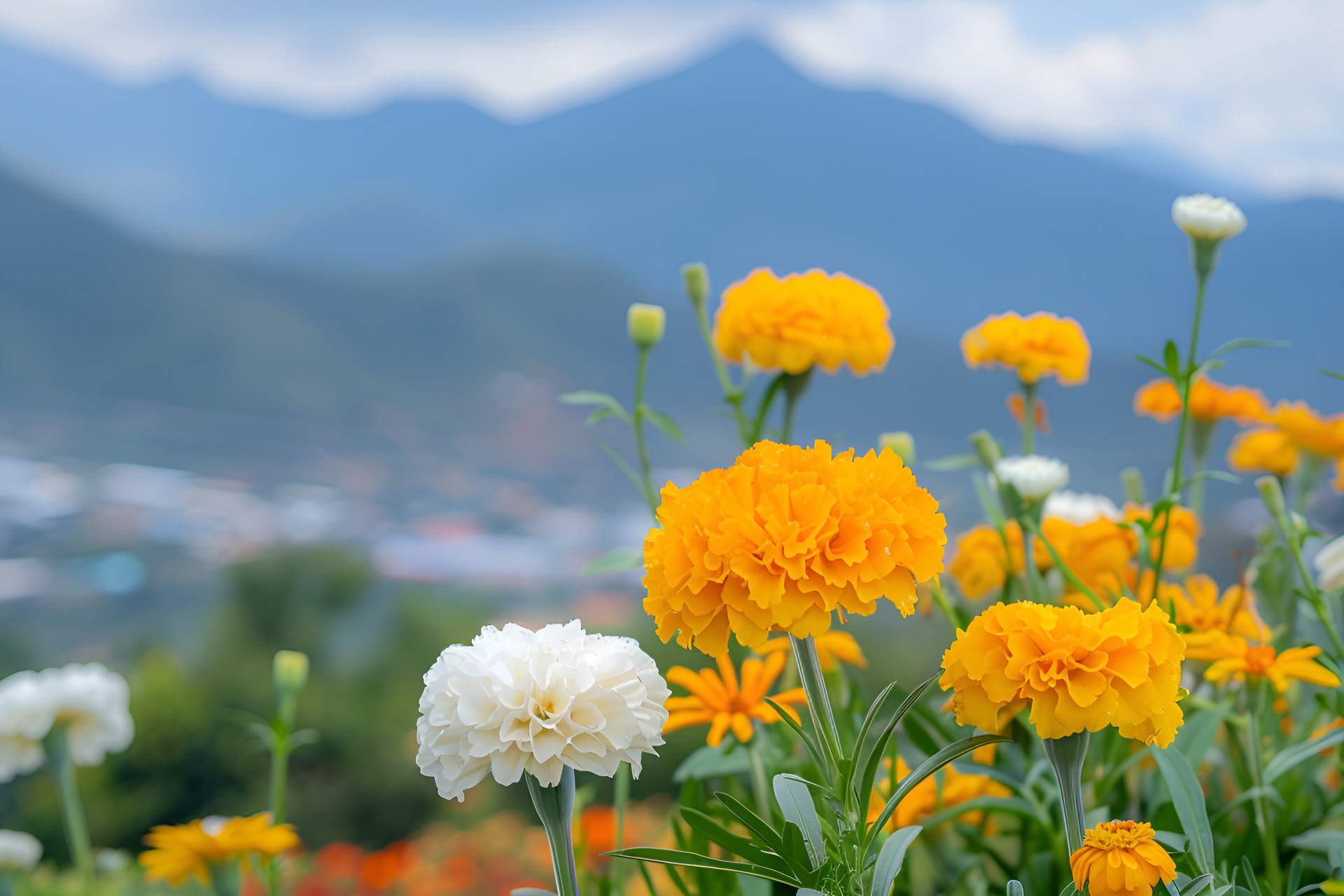 Marigolds Marigolds