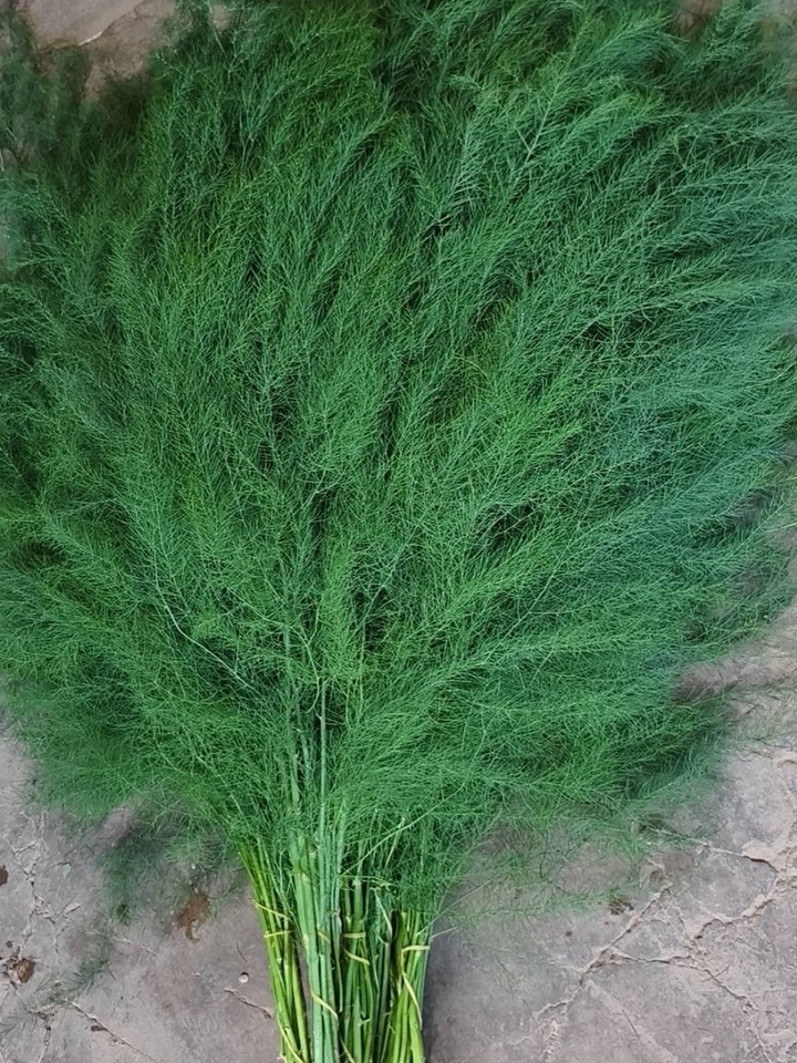 Asparagus Fern Asparagus Fern
