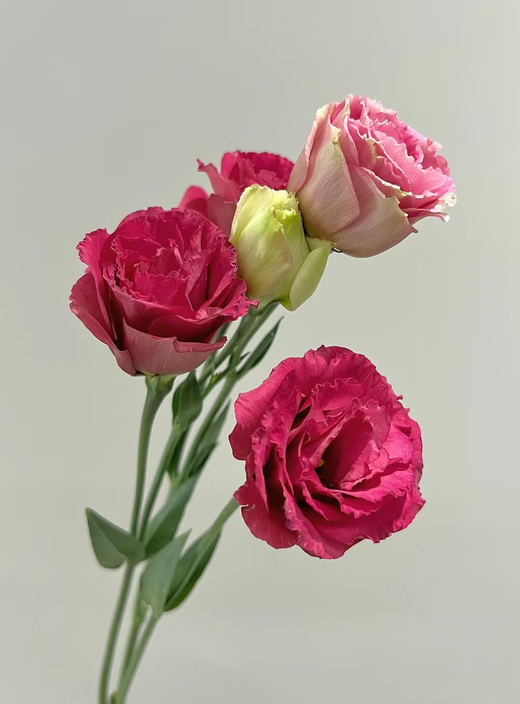 Wine-red Lisianthus Wine-red Lisianthus