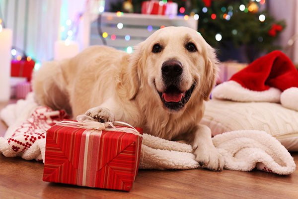 labrador lying on plaid present