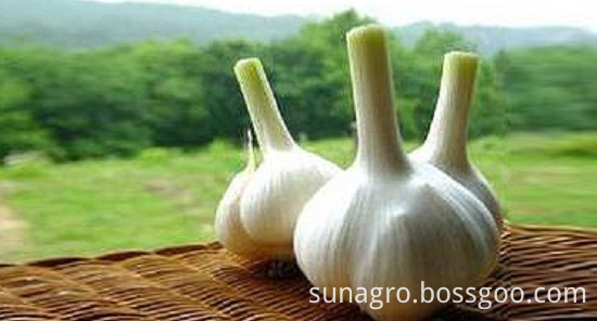 Common white garlic Common white garlic