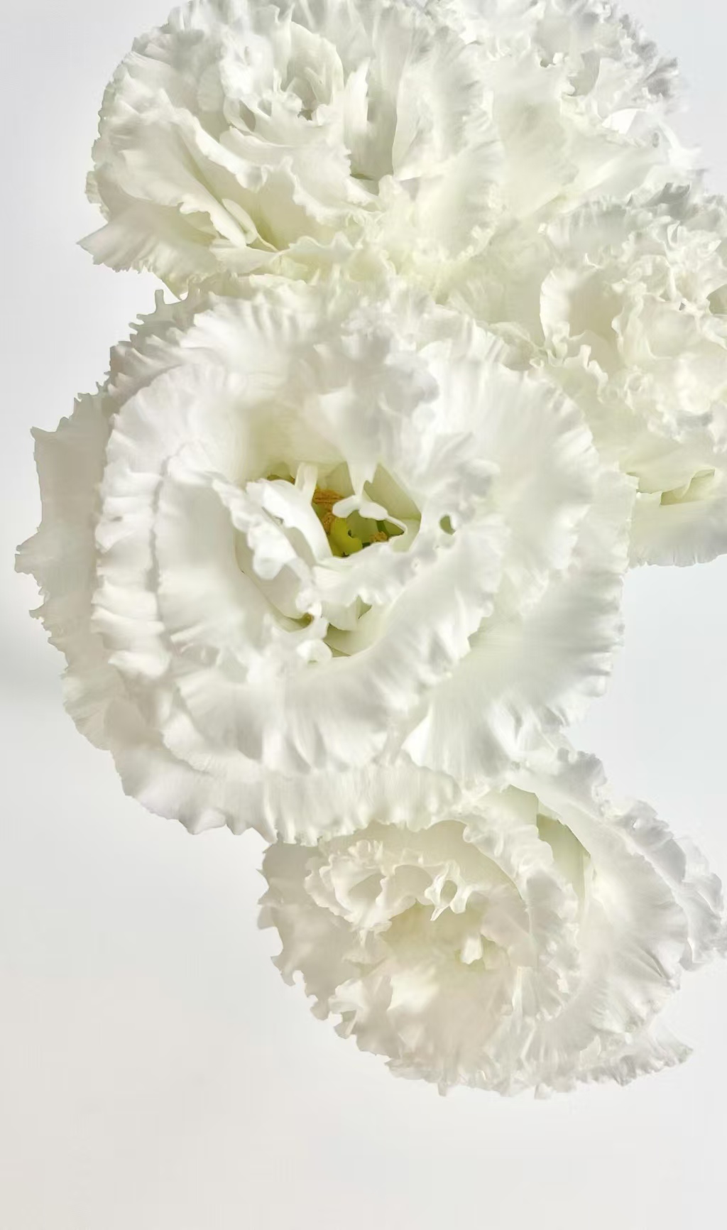 White Wave Lisianthus White Wave Lisianthus