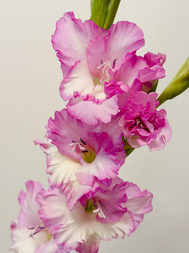 Juliet Gladiolus Juliet Gladiolus