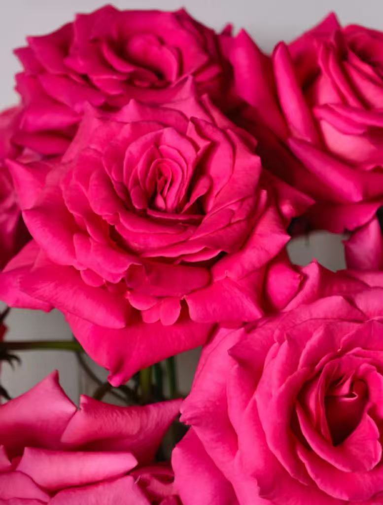 Pink Floyd Roses Pink Floyd Roses