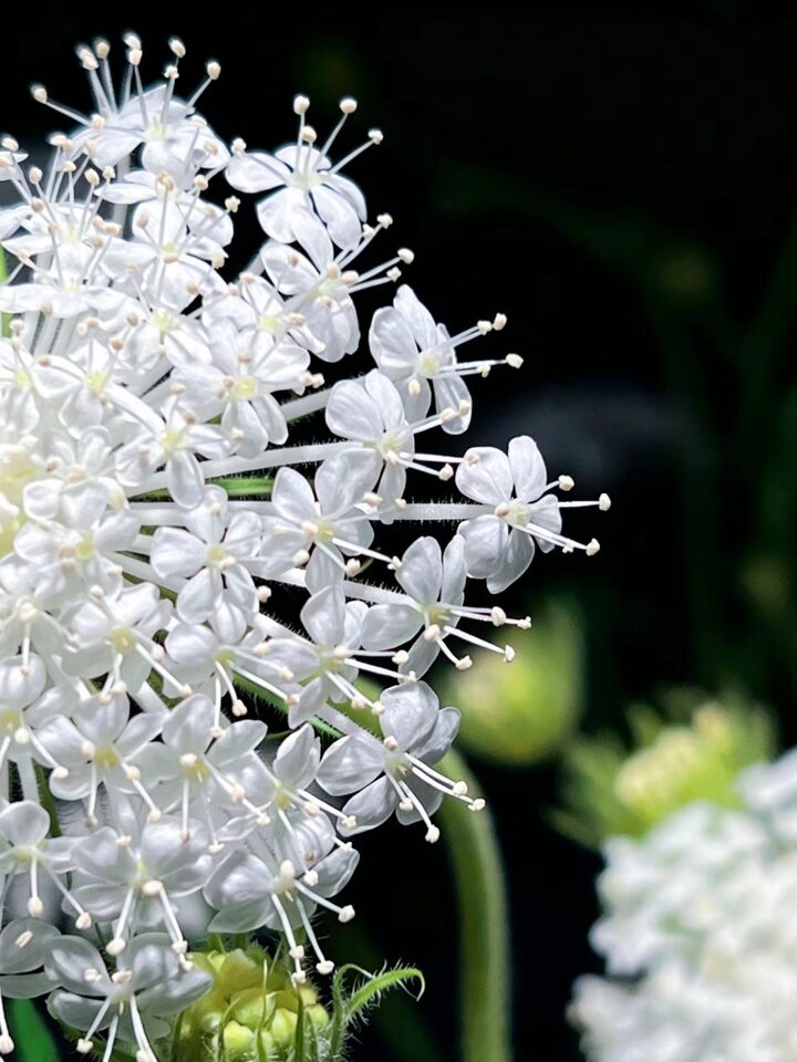 White lace flower White lace flower