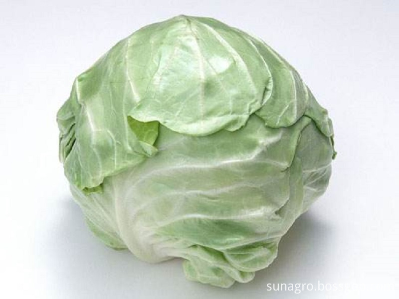 Quality Cabbage With Different Weights
