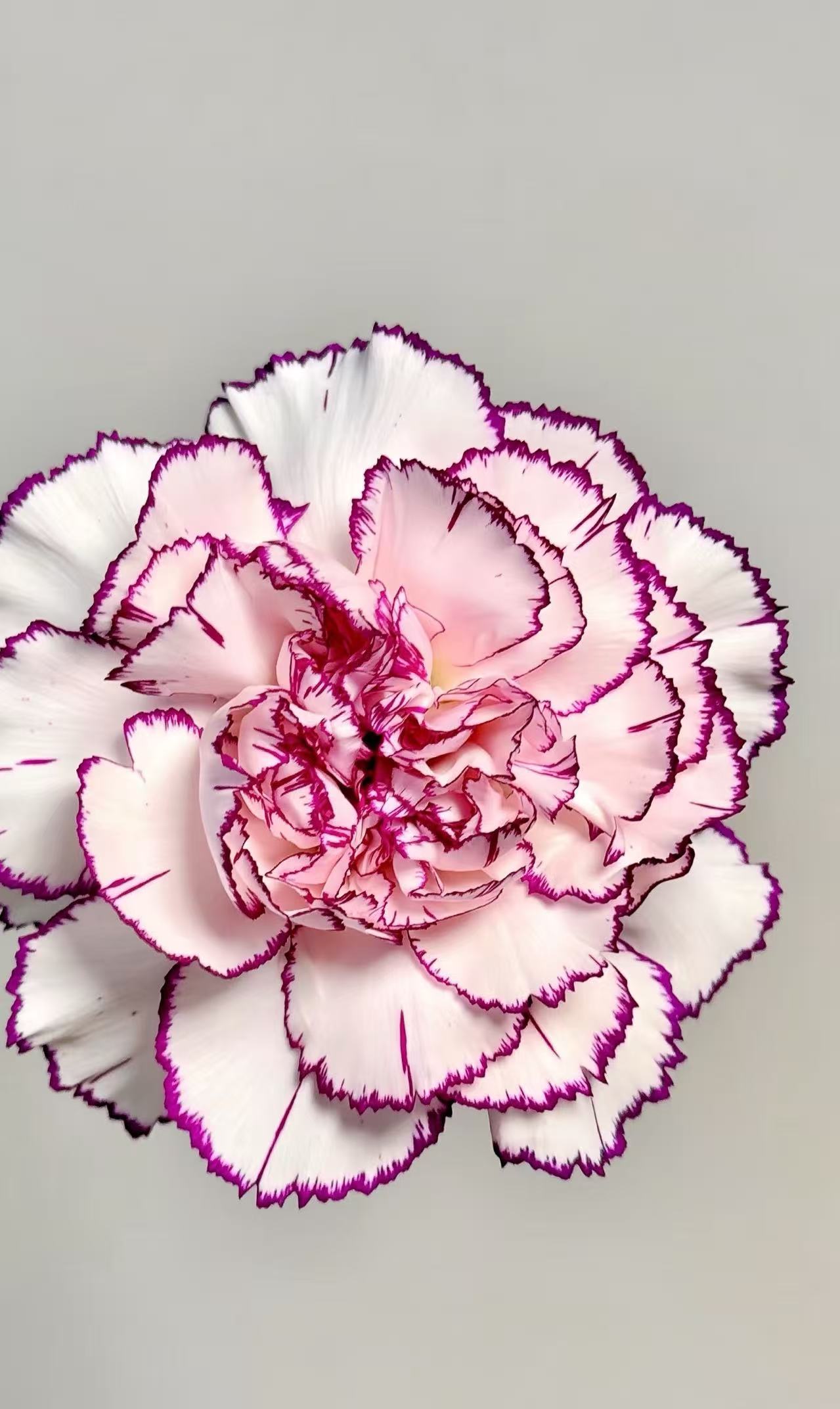 Single-headed carnation purple elf Single-headed carnation purple elf