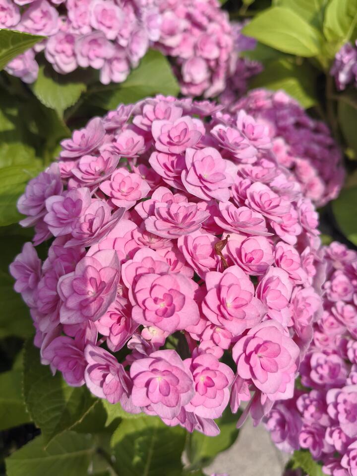 Pink double hydrangea Pink double hydrangea