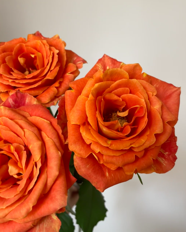 Rose Cancer Rose Cancer
