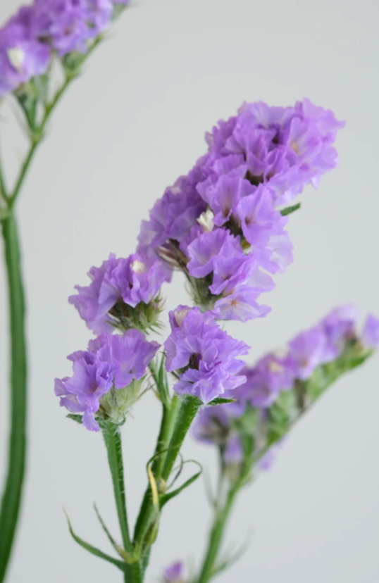 Myosotis Alpestris Myosotis Alpestris