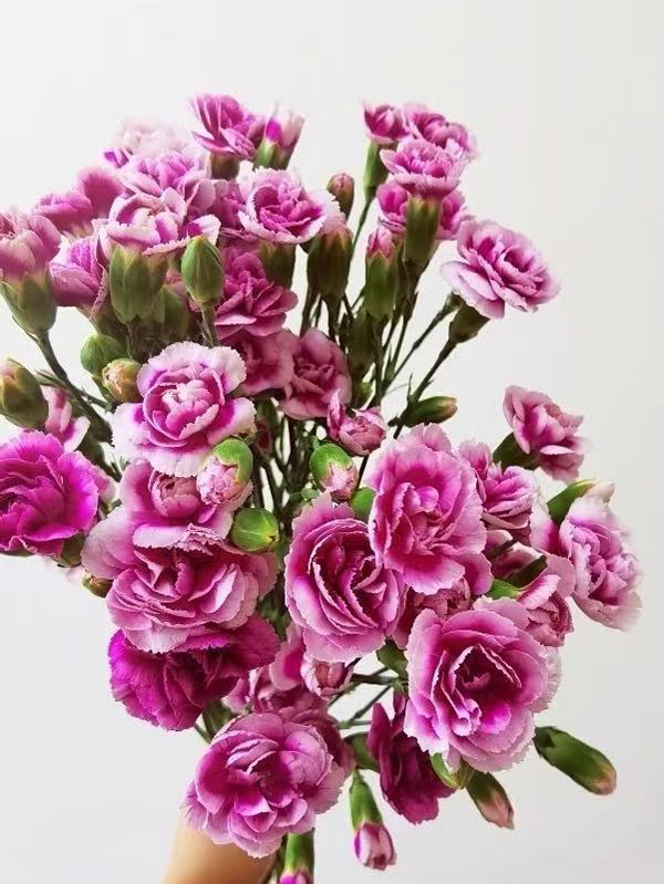 Spray carnation the prince of fashion4 Spray carnation the prince of fashion4