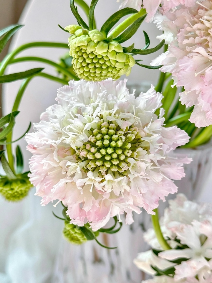 Light Pink Scabious Light Pink Scabious