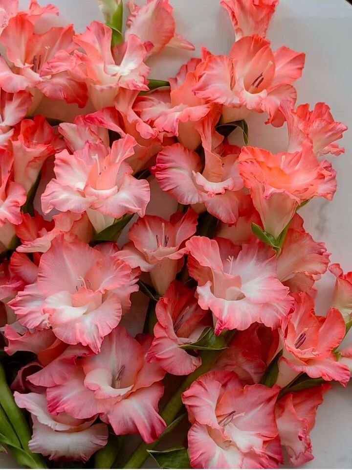 Gladiolus Pink Lady Gladiolus Pink Lady