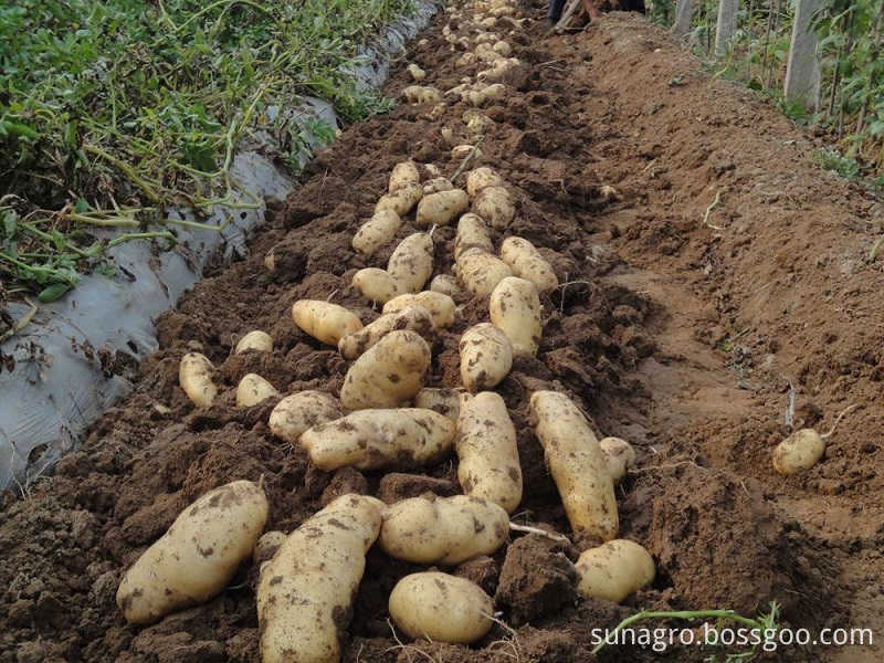 Fresh And Delicious Potatoes