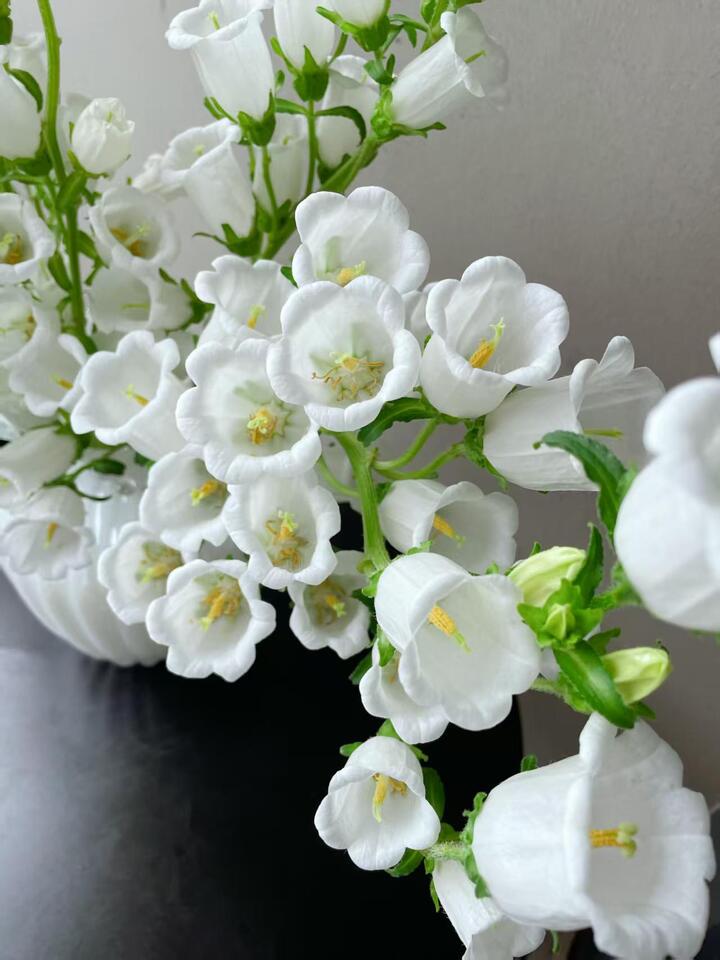 White Bellflower White Bellflower
