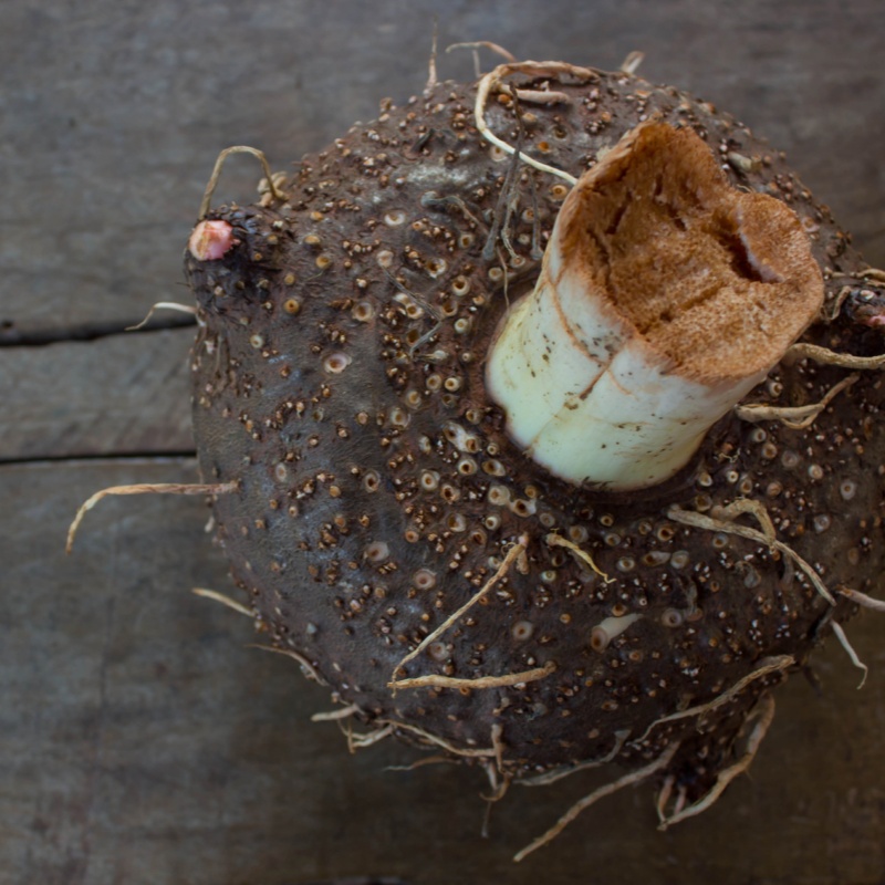 konjac glucomannan6 konjac glucomannan6