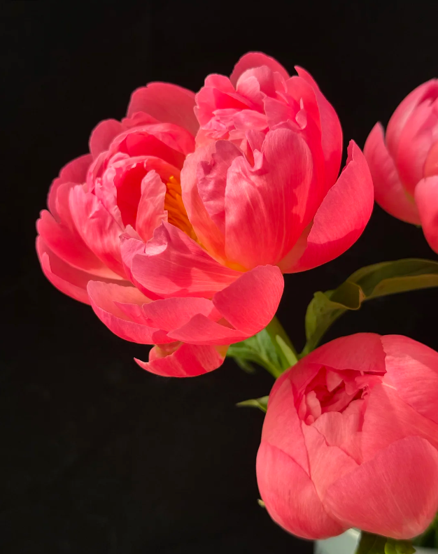 Paeonia Lactiflora Coral Sunset Paeonia Lactiflora Coral Sunset