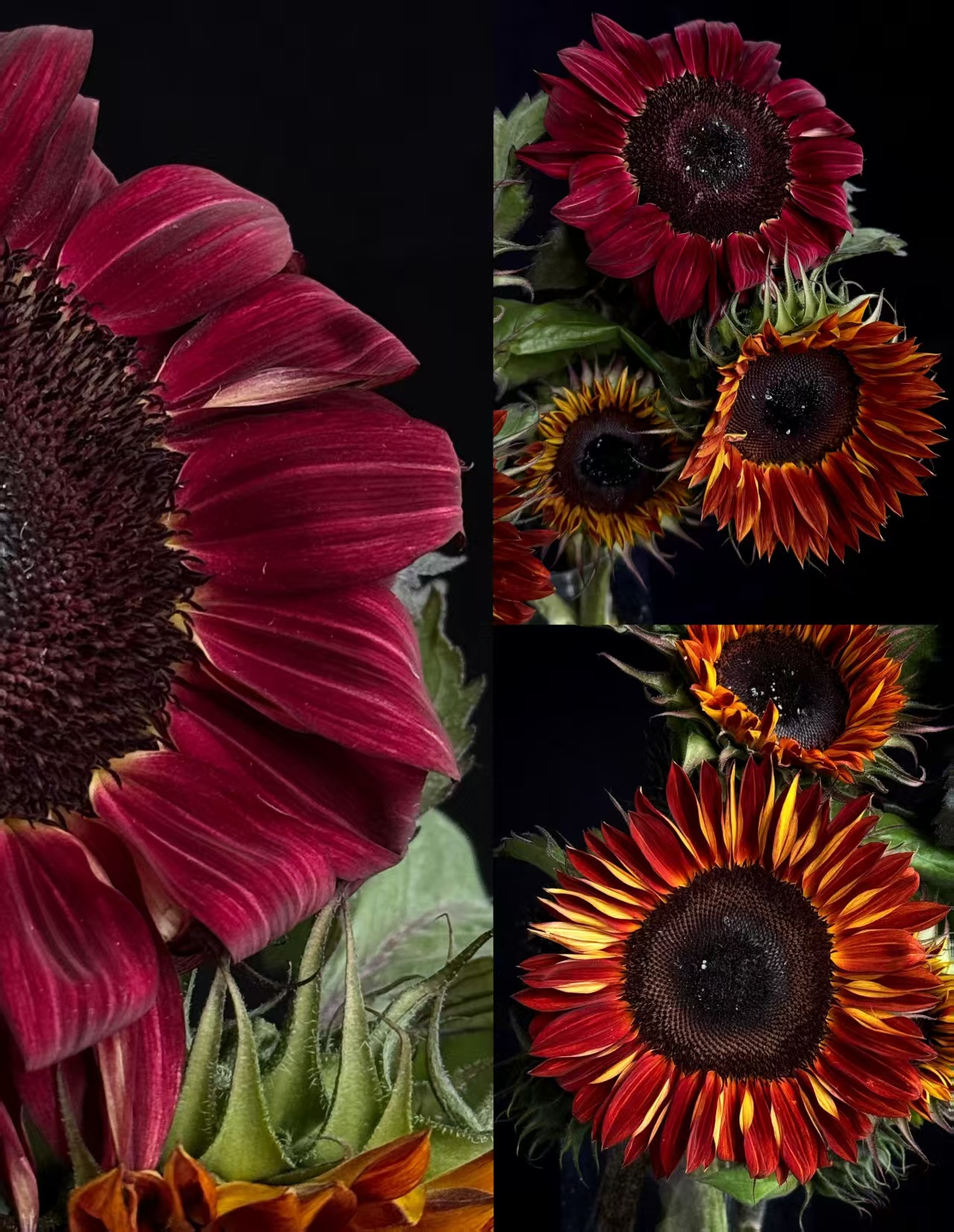 Chocolate sunflower Chocolate sunflower
