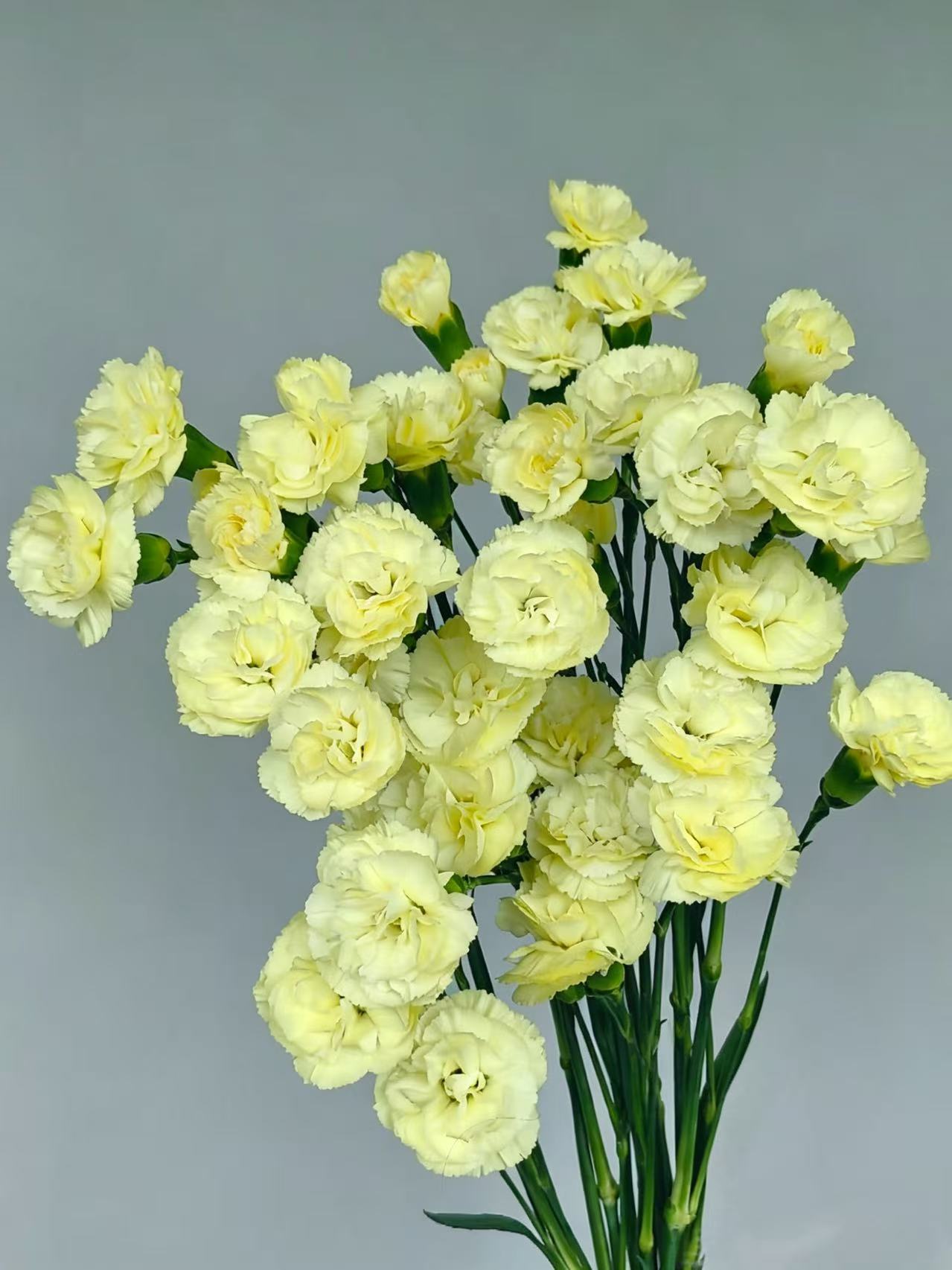 Spray carnation Imagination7 Spray carnation Imagination7