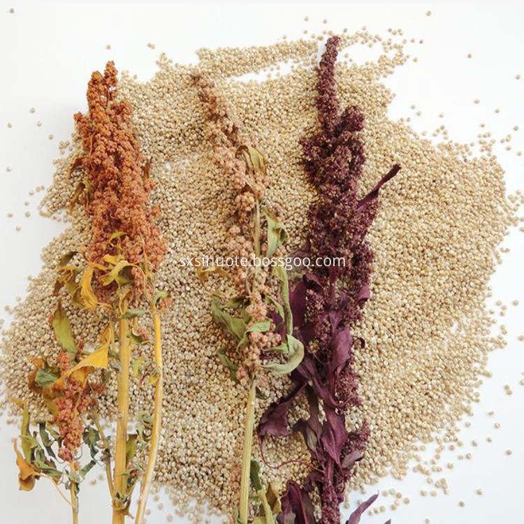 Quinoa Extarct Quinoa Extarct