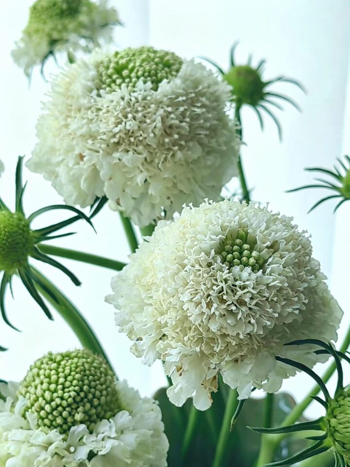 Scabious Scabious