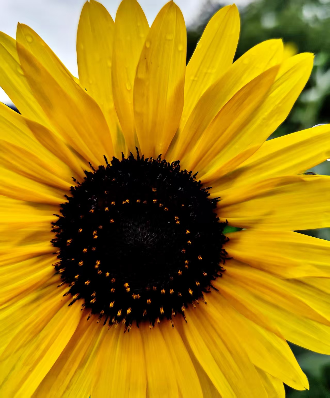Black-centered sunflower Black-centered sunflower