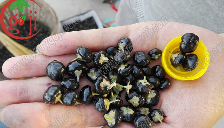 Organic Black Goji Berry Fruit Organic Black Goji Berry Fruit
