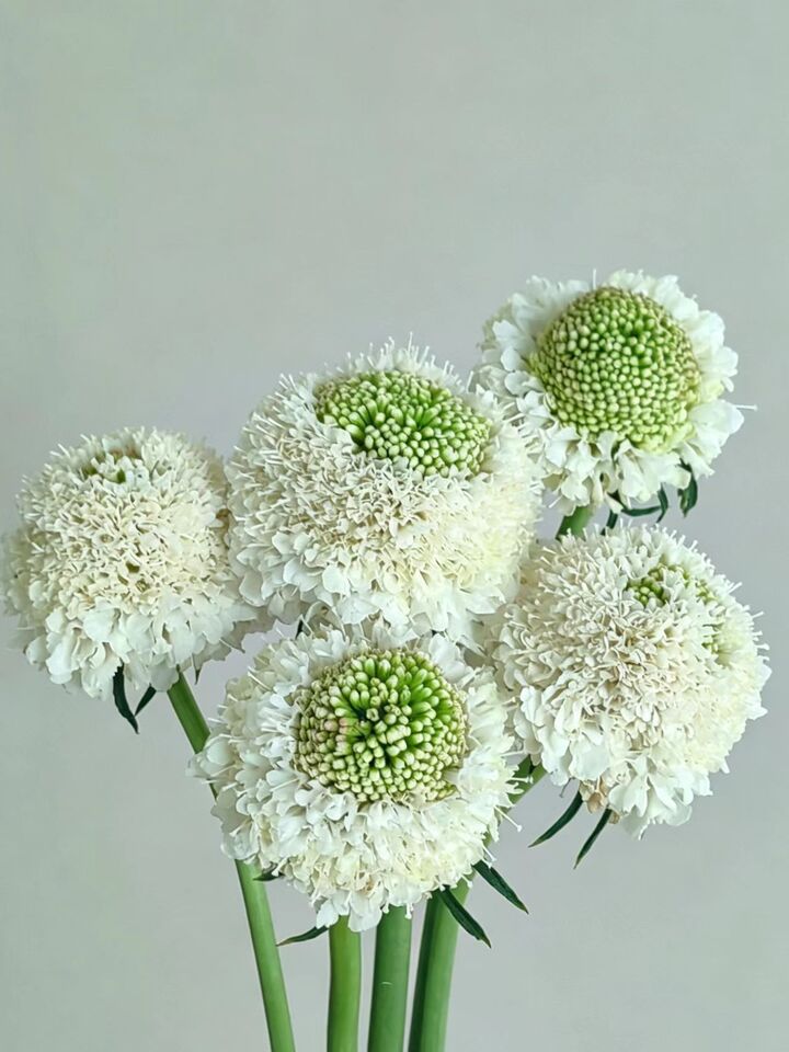 Scabious Scabious