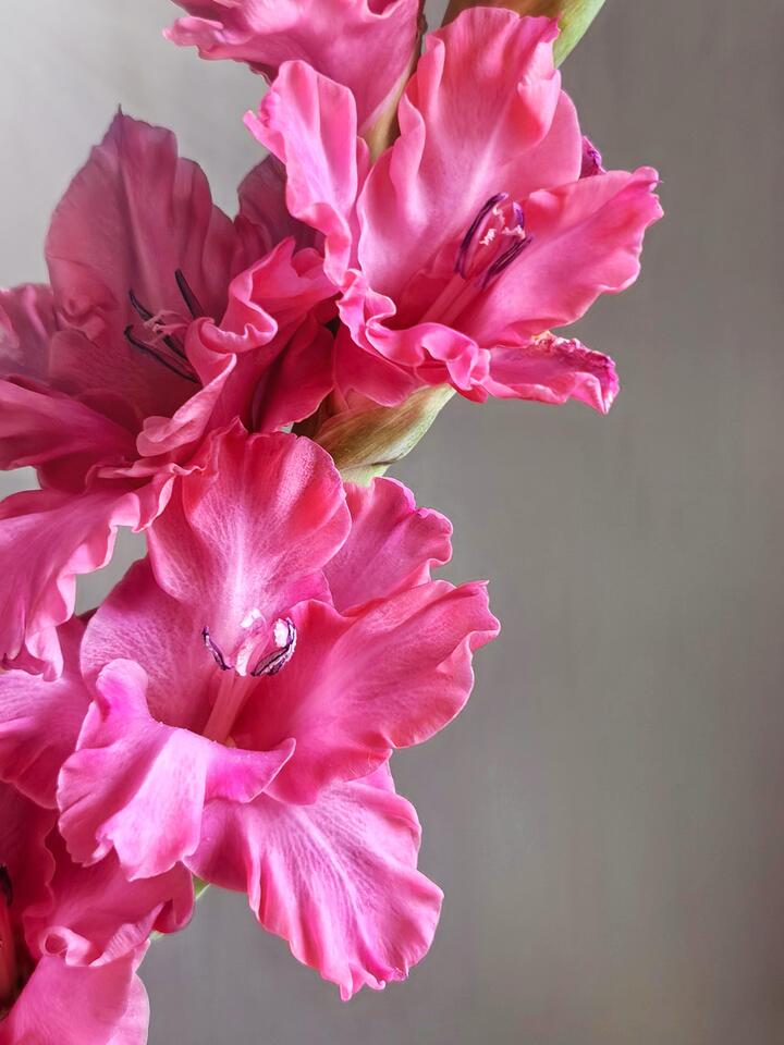 Purple Cloud Gladiolus Purple Cloud Gladiolus