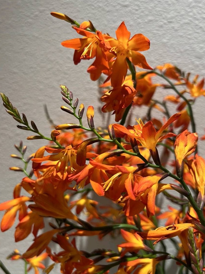 Renanthera coccinea Renanthera coccinea