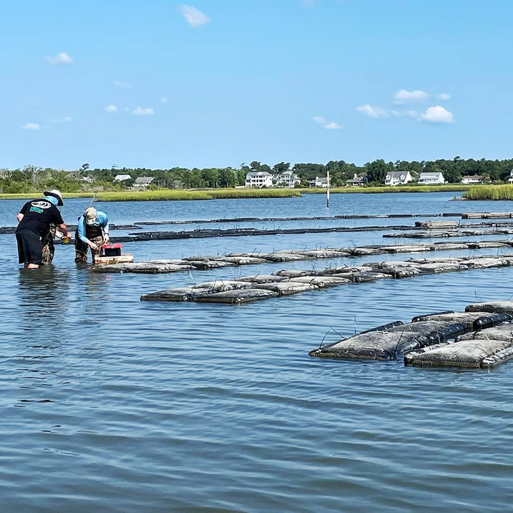 Oyster Farming Scene (2) Oyster Farming Scene (2)