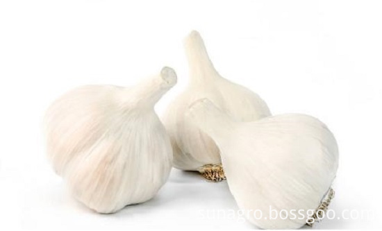 Pure White Fresh Garlic