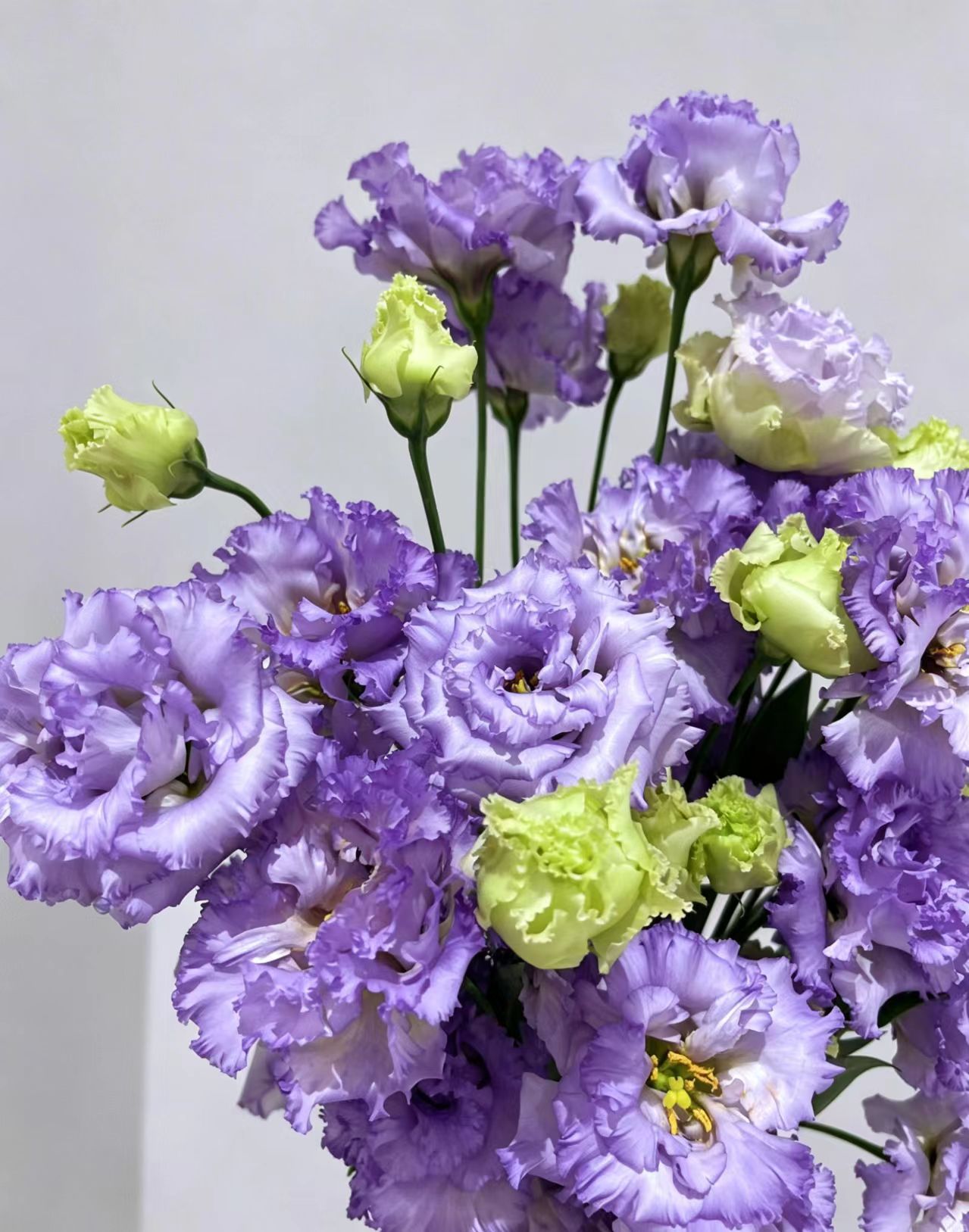Farmer Light Purple Lisianthus Farmer Light Purple Lisianthus