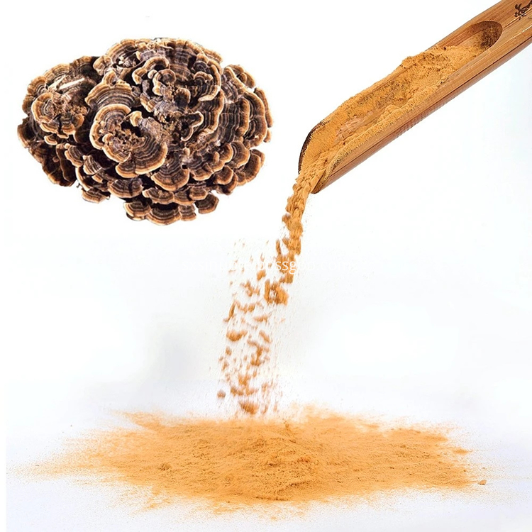 Coriolus Versicolor Turkey Tai Mushroom Extract Coriolus Versicolor Turkey Tai Mushroom Extract