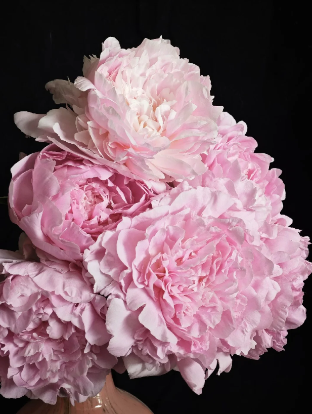 Dinner Plate Peony Dinner Plate Peony