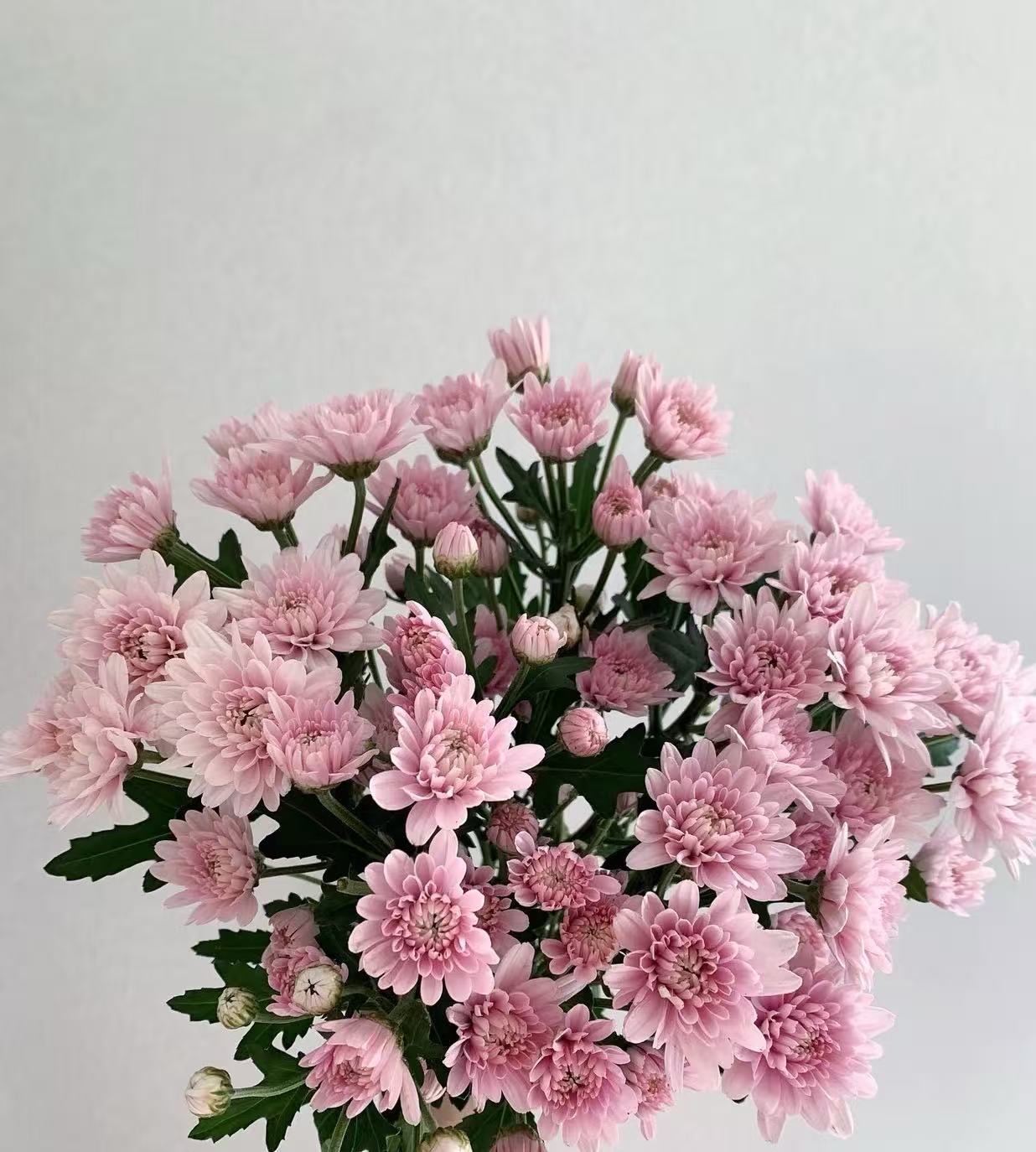 Seoul pink chrysanthemum Seoul pink chrysanthemum