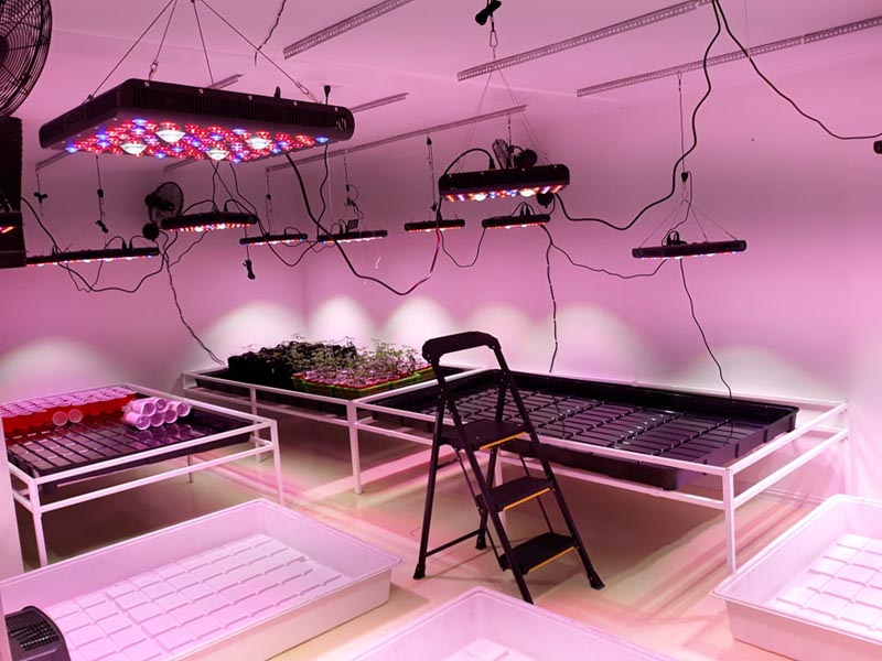 led grow light for indoor plants