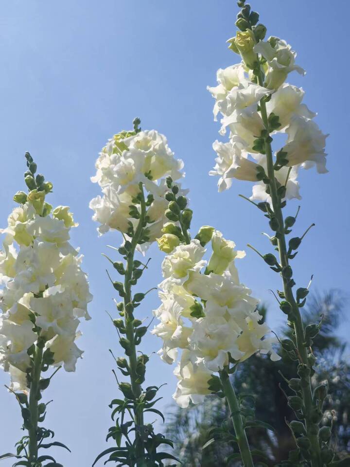 White Snapdragon White Snapdragon