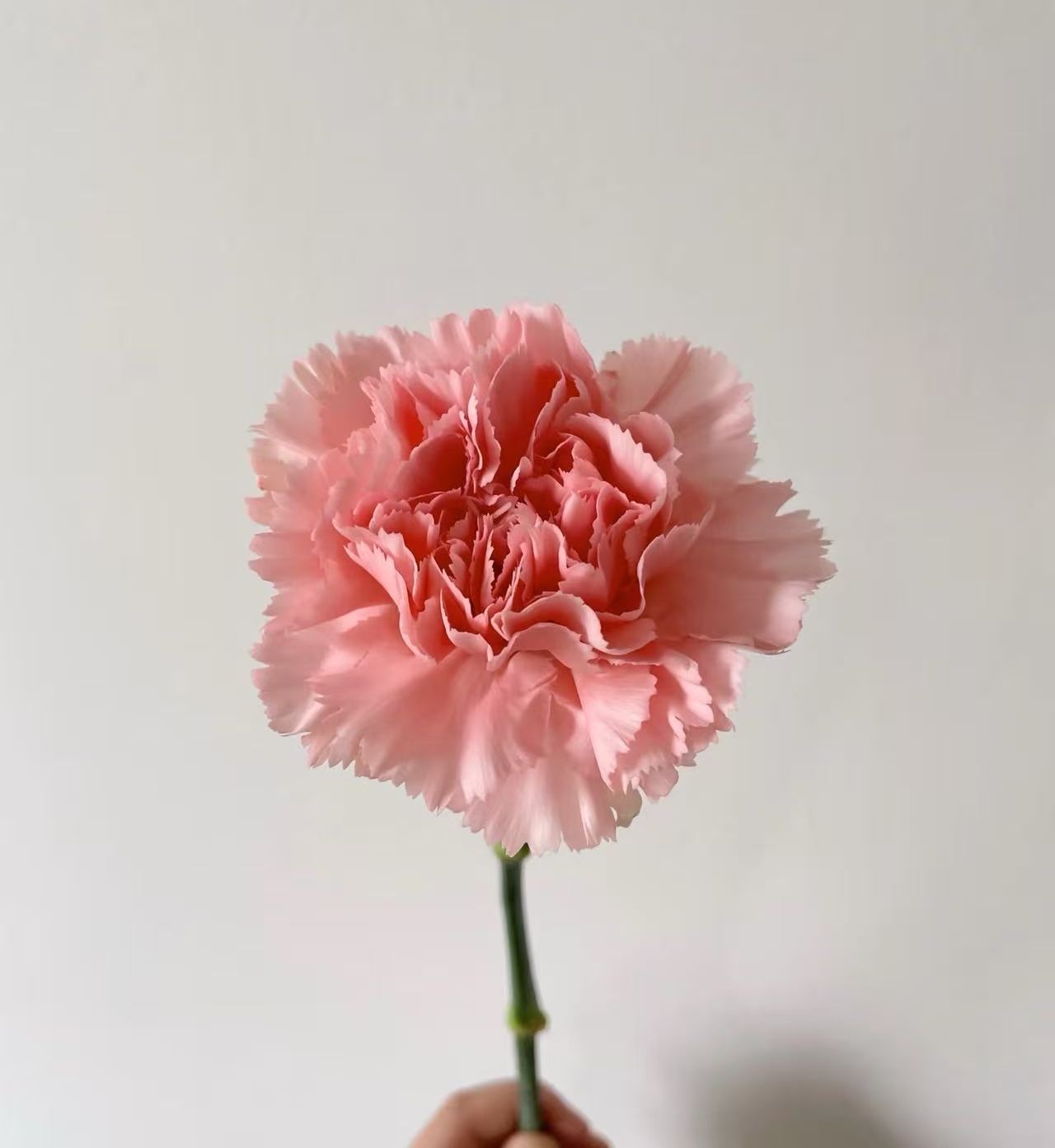 Single-headed carnation powder zhuan Single-headed carnation powder zhuan