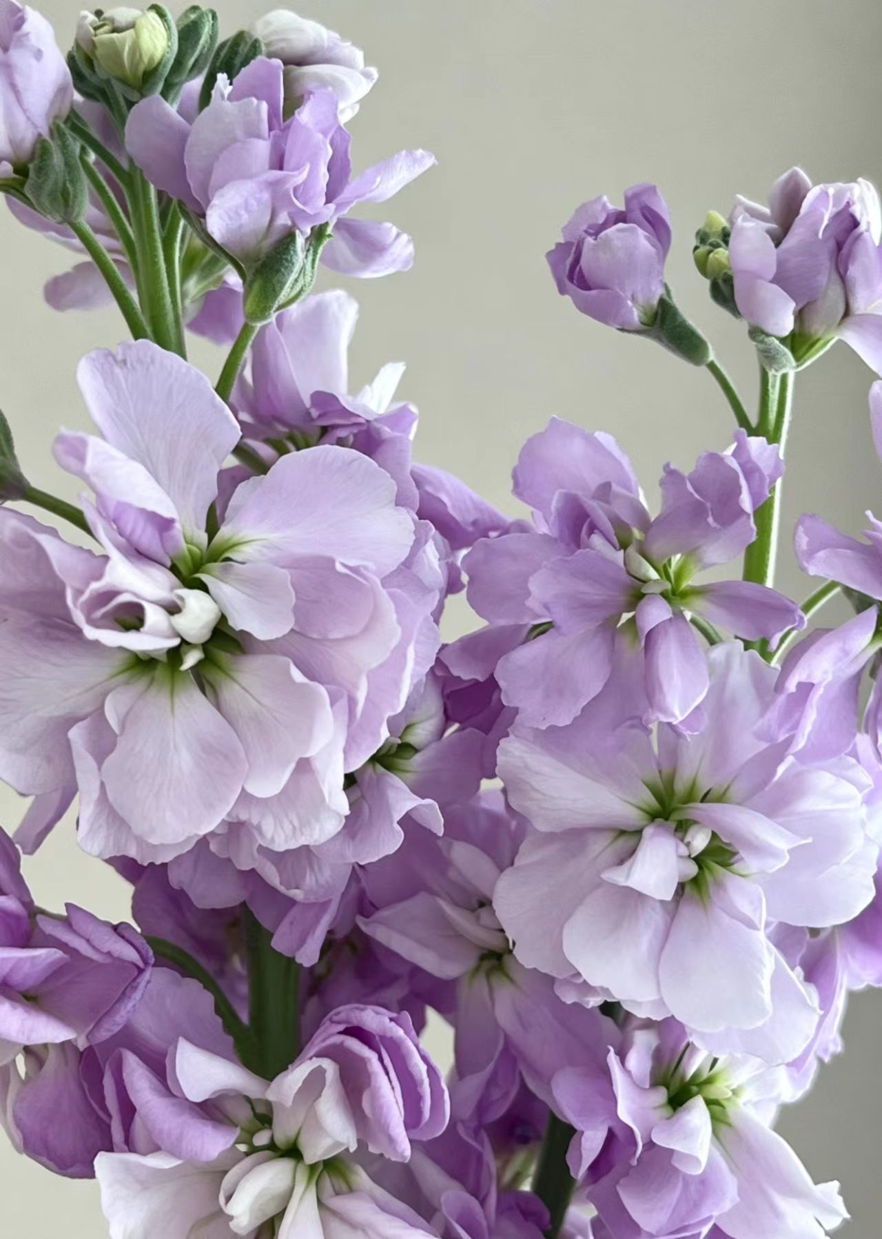 Light purple Violet Light purple Violet