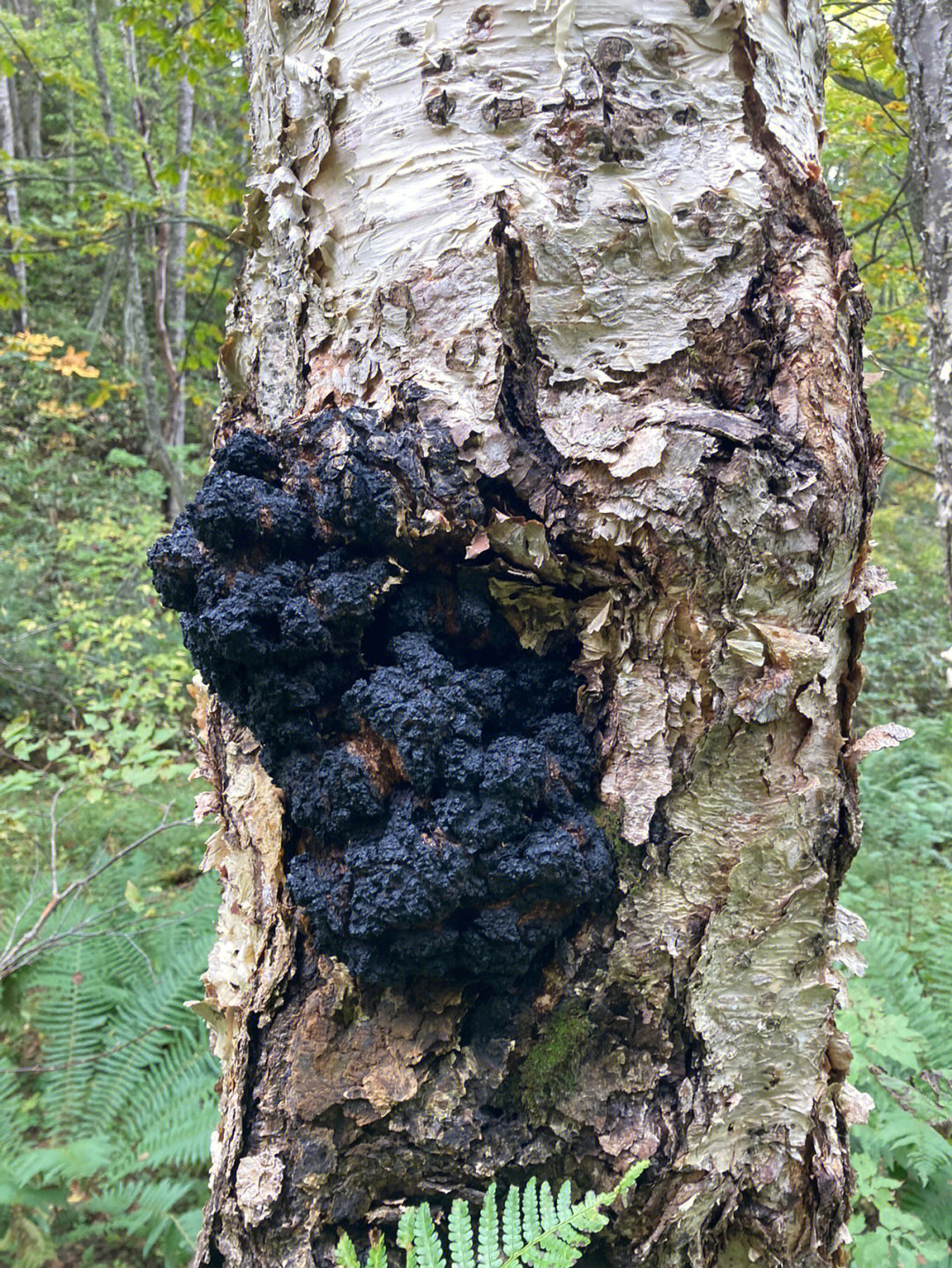 Chaga Mushroom Extract Chaga Mushroom Extract