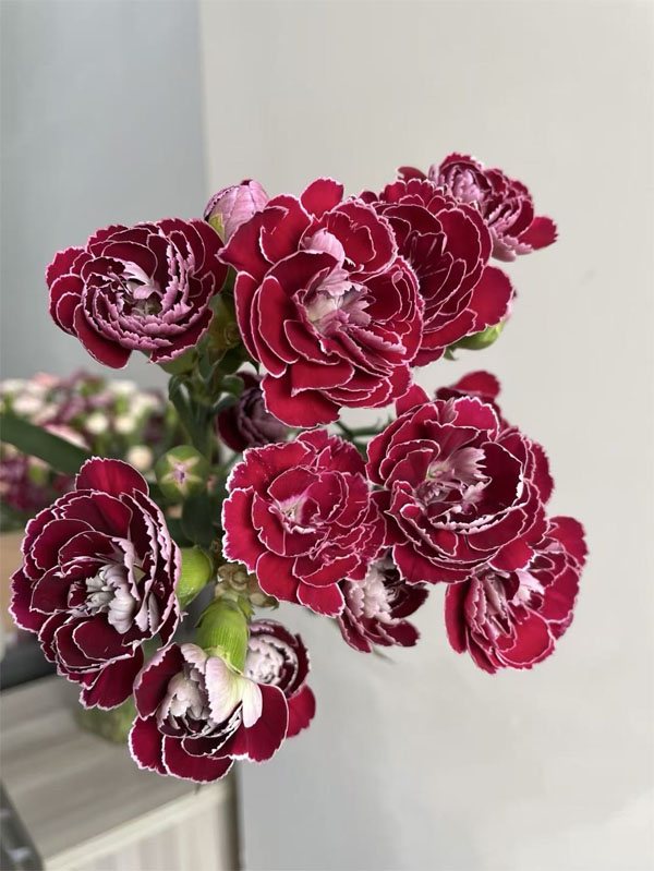 Spray carnation Butterfly3 Spray carnation Butterfly3